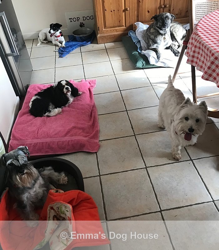  - Dogs