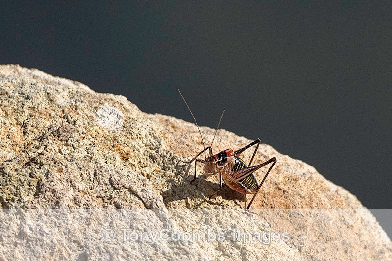 Western Lesvos Bush Cricket - Lesvos ~ Various Other