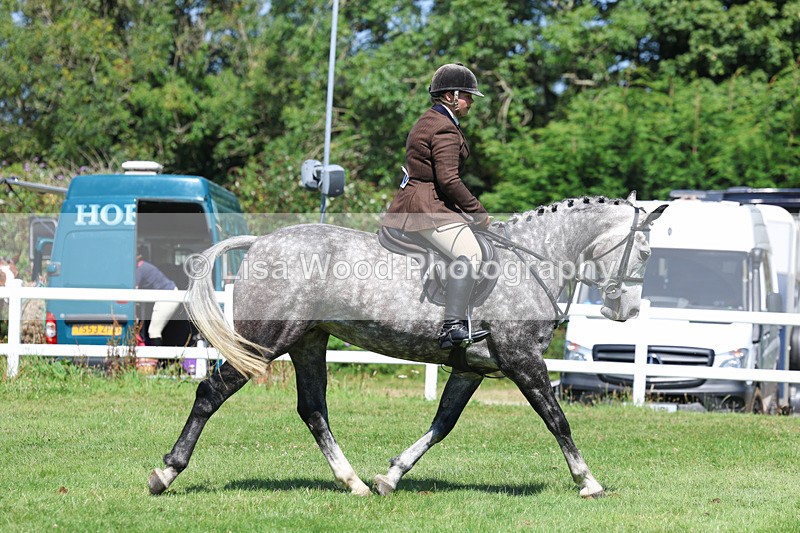 3E7A9134 - Working Hunter Championship