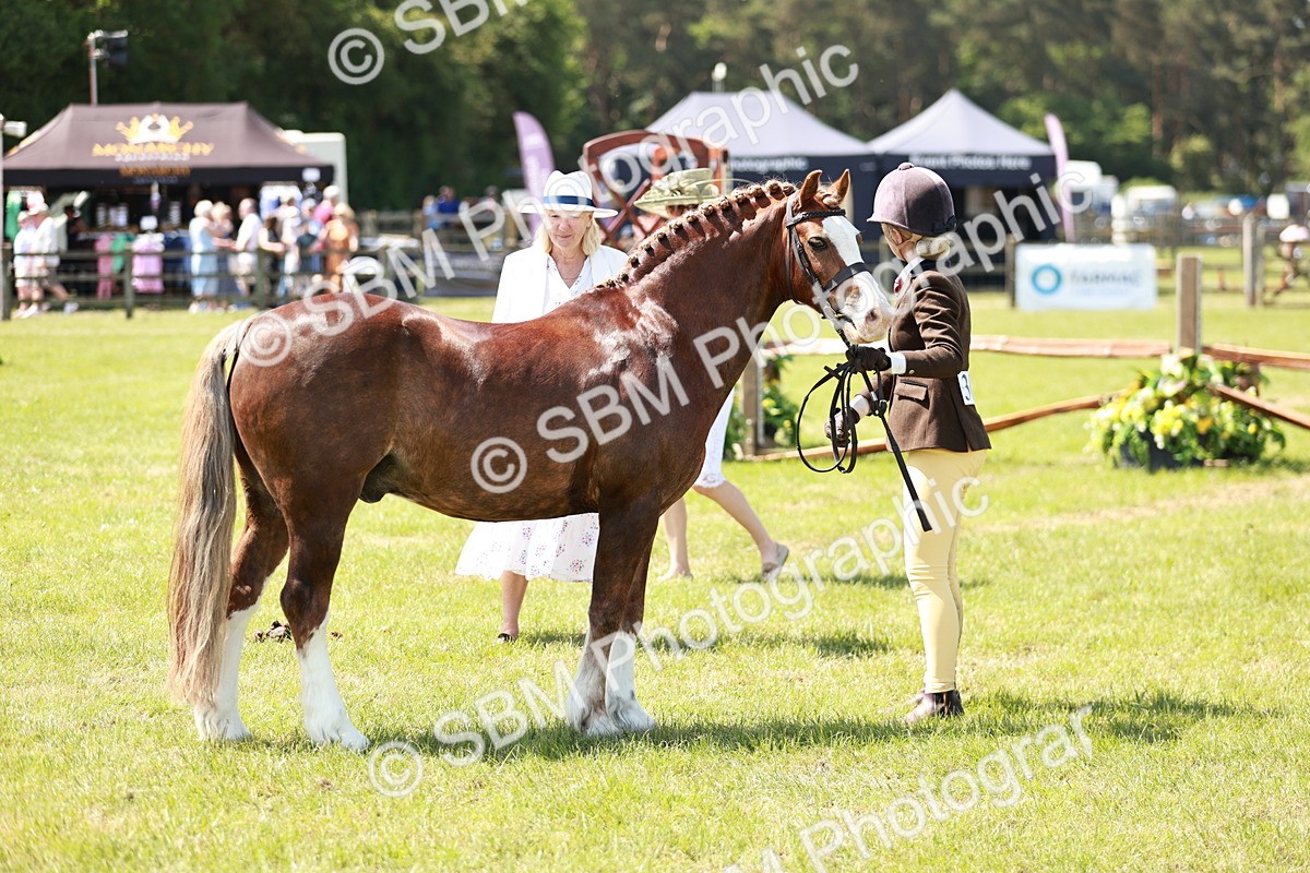 SBM_15539 - Class 108-109 - BSPS LIHS Open Gradle & Nursery Stakes