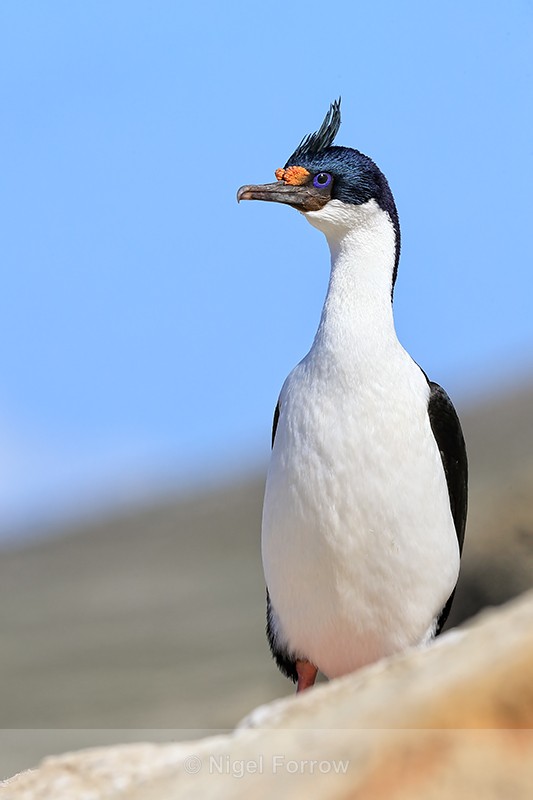 Imperial Shag front showing crest, Carcass Island, Falklands - Imperial Shag