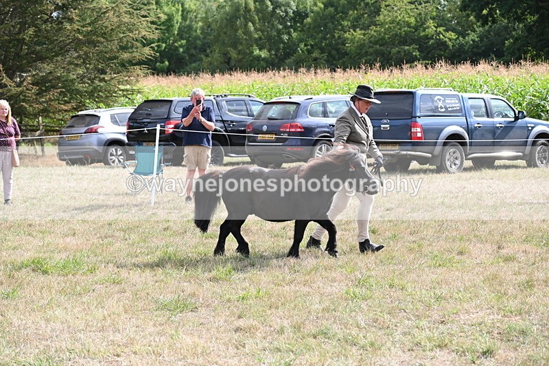 WJ6_7042 - Class 21 Shetland & Mini Horses