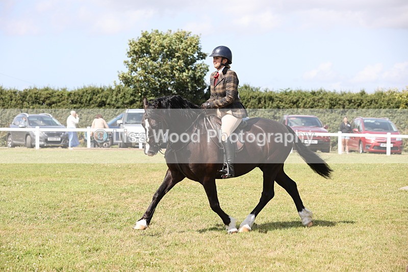 JPP_2315 - Class 19: Working Hunter 60cm