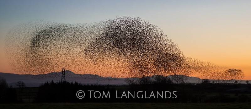 Starlings - Starlings and Murmurations