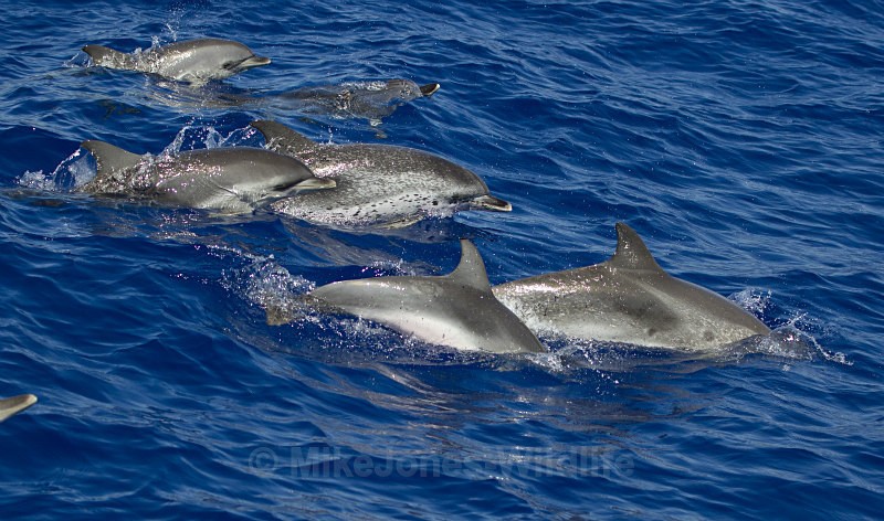 Atlantic spotted dolphin, Madeira, Portugal - FAVOURITES WILDLIFE GALLERY. Selected images from the wildlife collections.