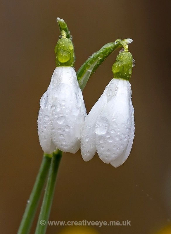 No.0016 Snowdrops - Earth's Garden