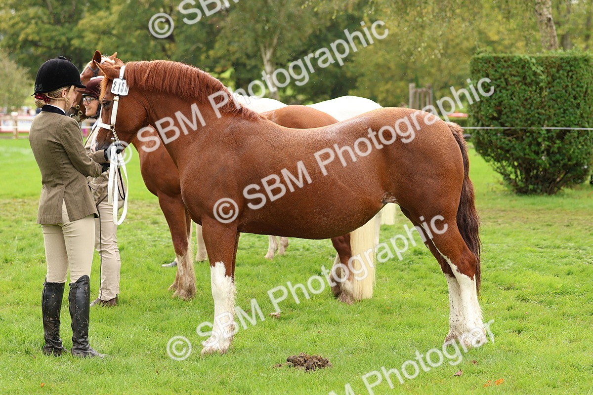 SBM_39345 - S24 - Young Veteran In Hand