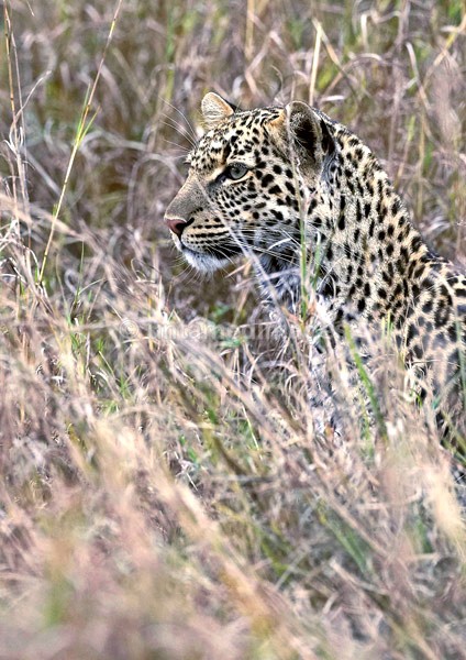 Leopard - Kenya