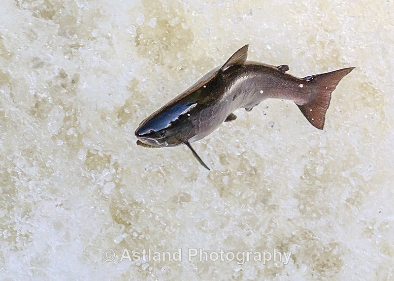 Astland Photography, Bird and Wildlife Images, Susan and Peter Wilson, U.K.