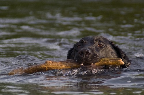 7 - Dogs