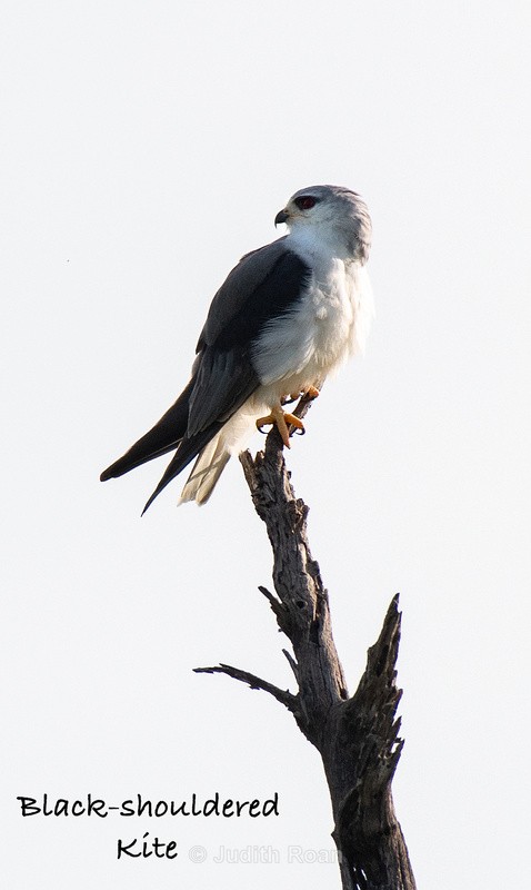  - South Africa Birds and Mammals
