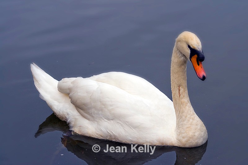 Mute Swan - 1214 - Birds