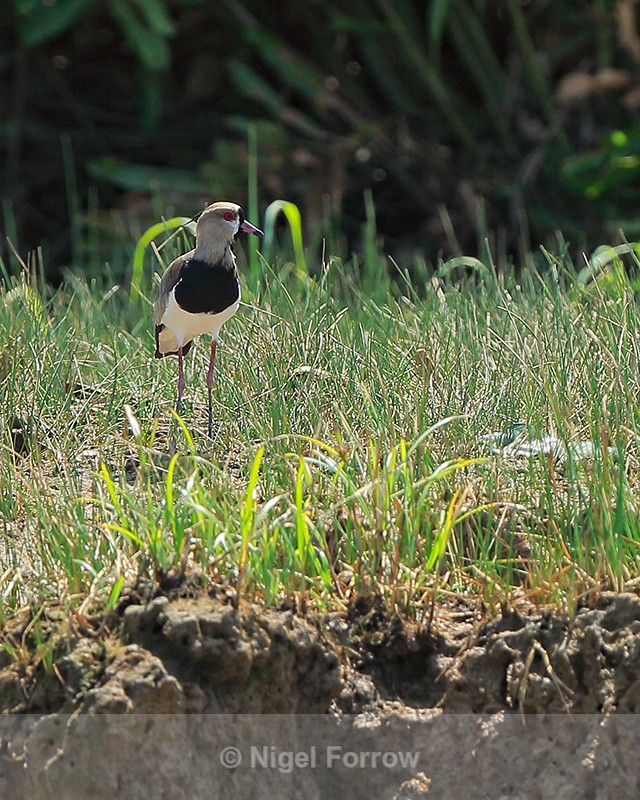 Southern Lapwing, Rio Sierpe, Costa Rica - Southern Lapwing