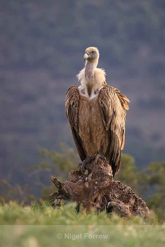 Griffon Vulture on tree stump, Pre-Pyrenees, Spain - Griffon Vulture