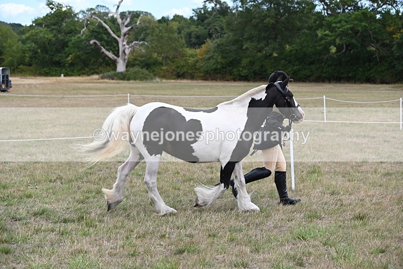 WJ6_5222 - Class 18 In-hand Coloured