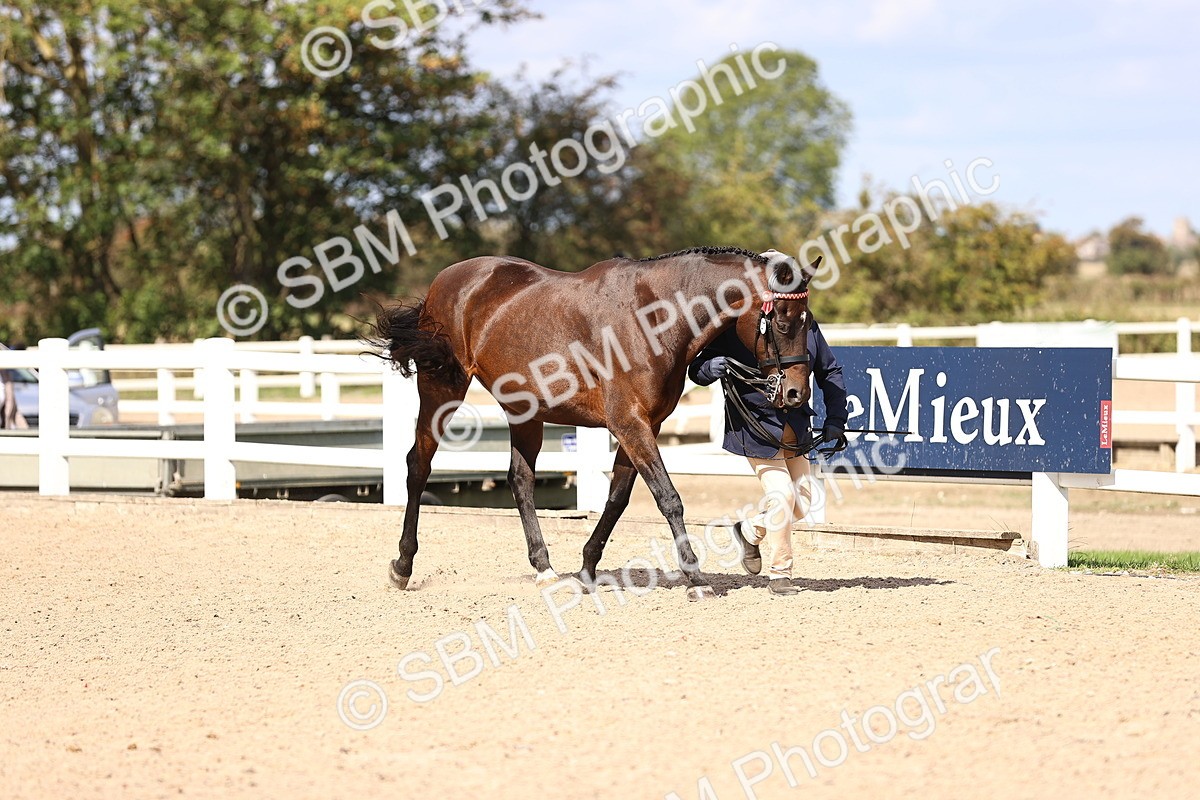 SBM_14256 - Class 411 - Prettiest Mare (IH OR Ridden) Adult