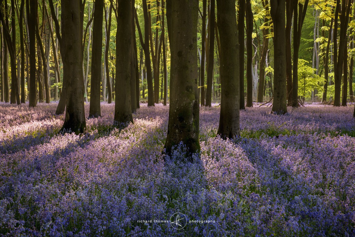 Late evening Bluebell carpet. - BlueWood