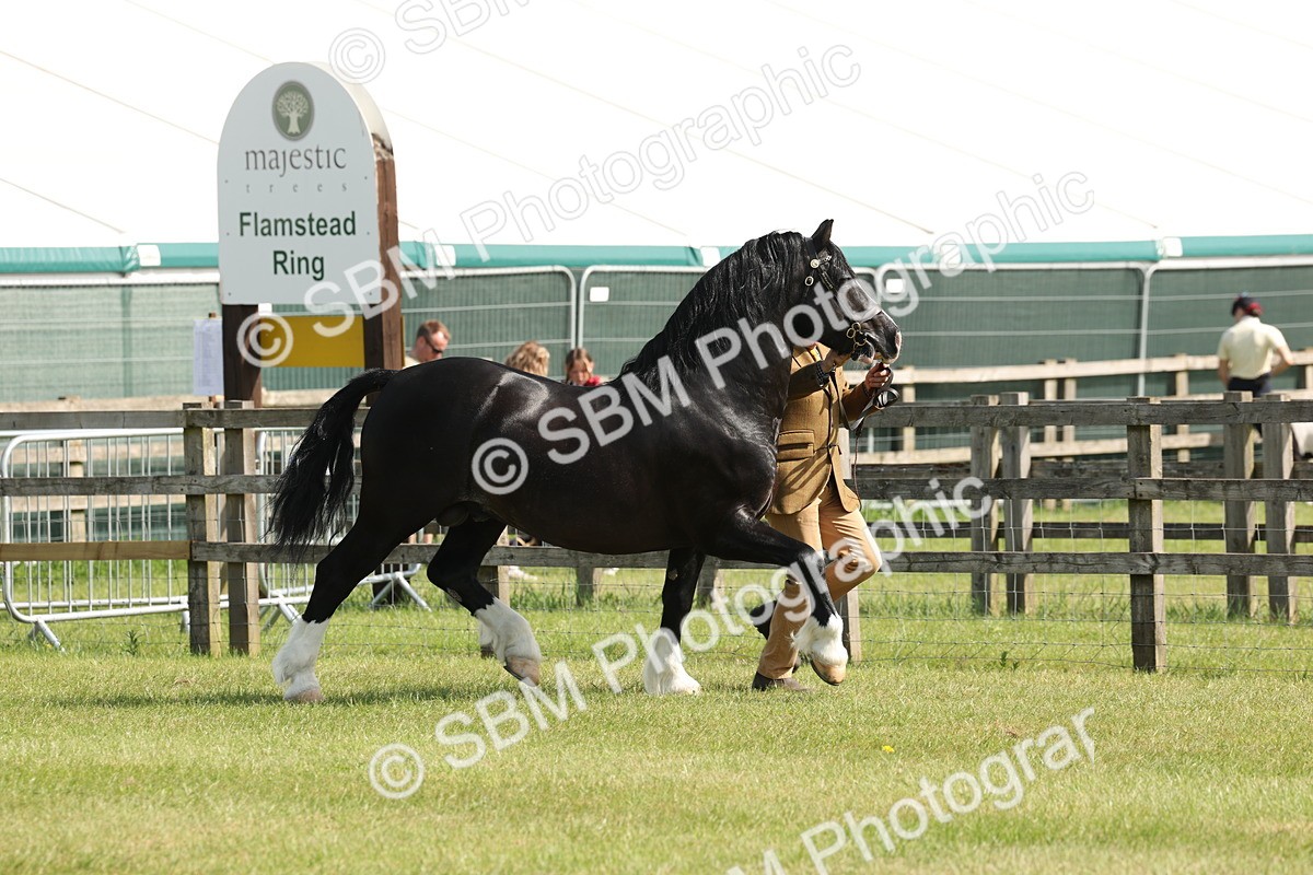 SBM_02090 - Class 6-13 - Mountatin and Moorland In Hand Welsh Breeds