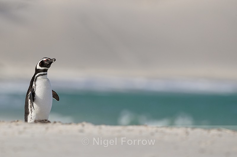 Magellanic Penguin standing on beach, Carcass Island, Falklands - Magellanic Penguin