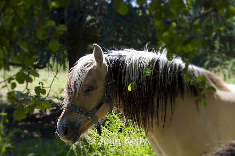 Horse - 5879 - Equine
