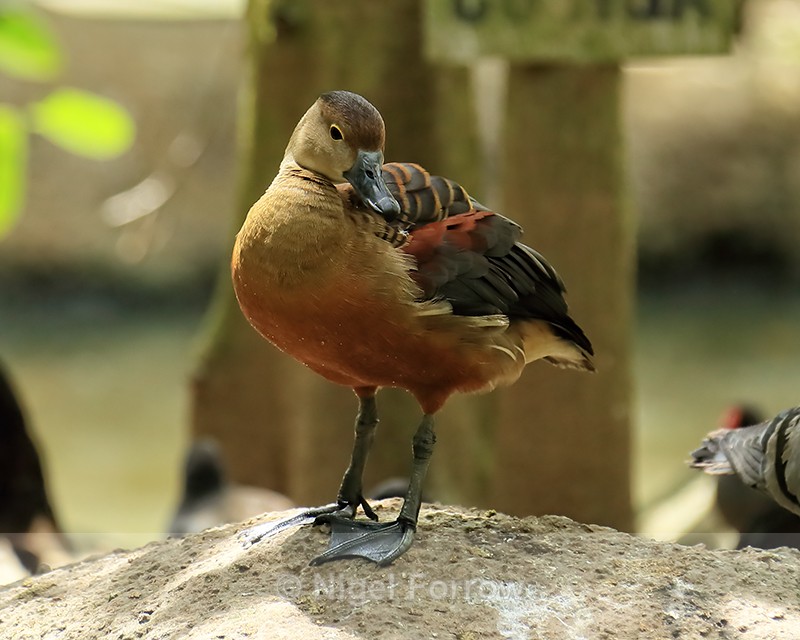 Lesser Whistling Duck, My Khanh Tourist Garden, Can Tho, Vietnam - Lesser Whistling Duck