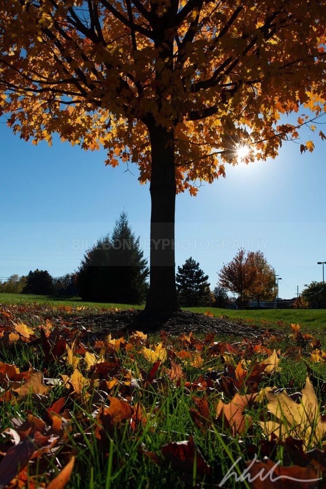 DSC_3556 - Autumn