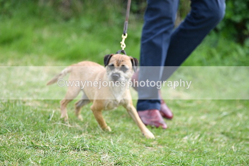 WJ5_0234 - Class 7 Best Terrier