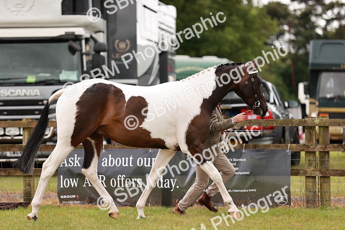 SBM_00752 - Class 26-30 Sport Horse In Hand