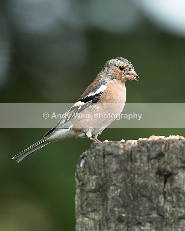 20130901-3K8A5732 - Chaffinch