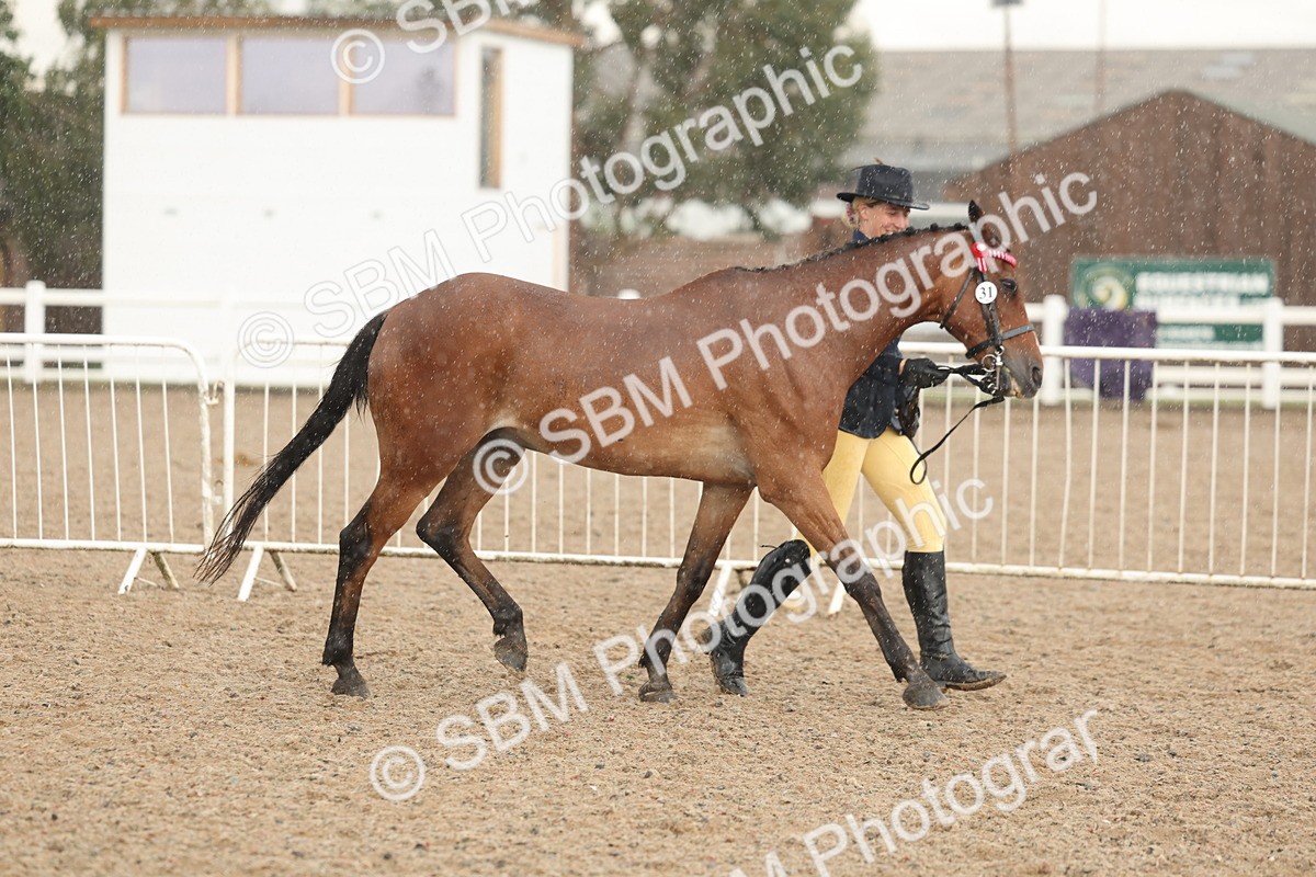 SBM_07738 - Class 27 - IH Competition Horse/Pony