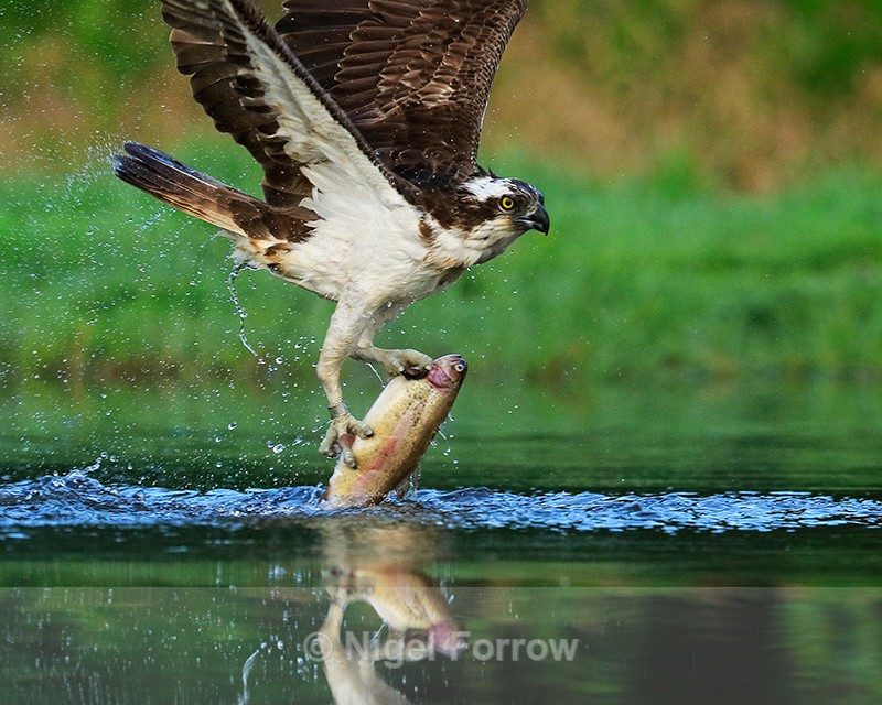 Scottish Osprey close-up with trout, Rothiemurchus - Osprey