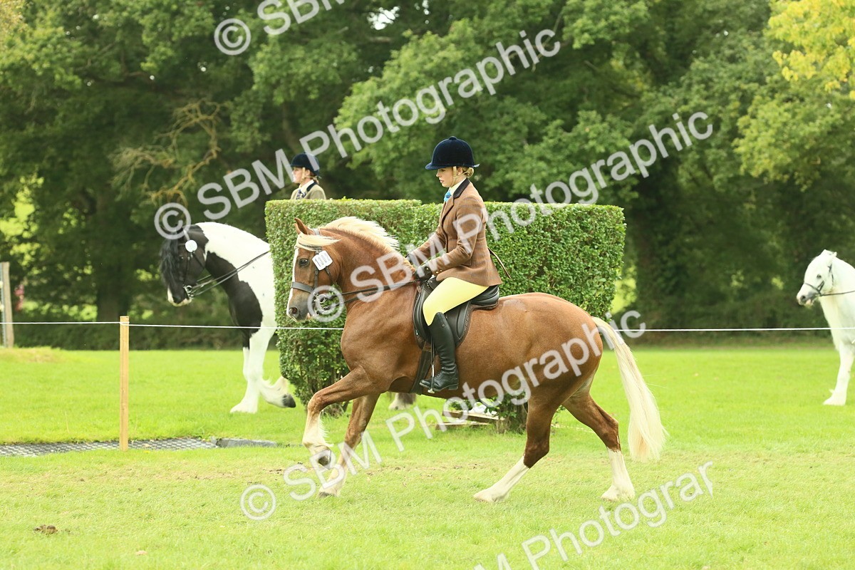 SBM_72062 - S60 - Mountain & Moorland Ridden Large Breeds