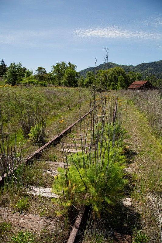California poppies - Abandoned Line