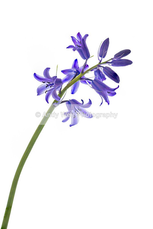 20130526-_MG_3878-1954 - Plants & Flowers