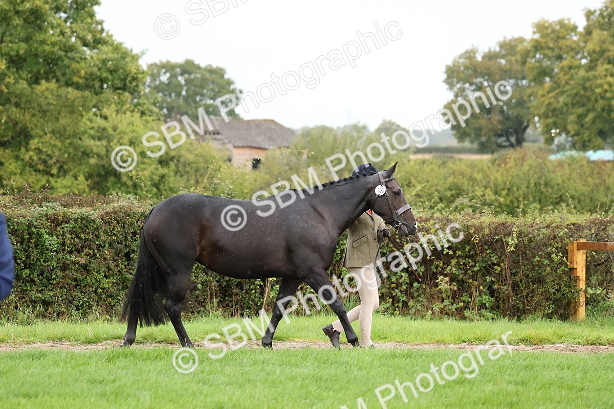 SBM_35294 - S10 - Best In Hand Horse & Pony