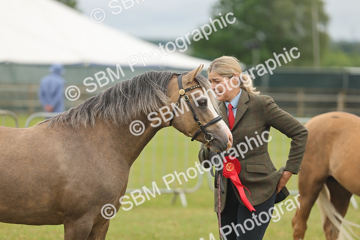 SBM_02188 - Class 50-57 - M&M Welsh Pony In Hand