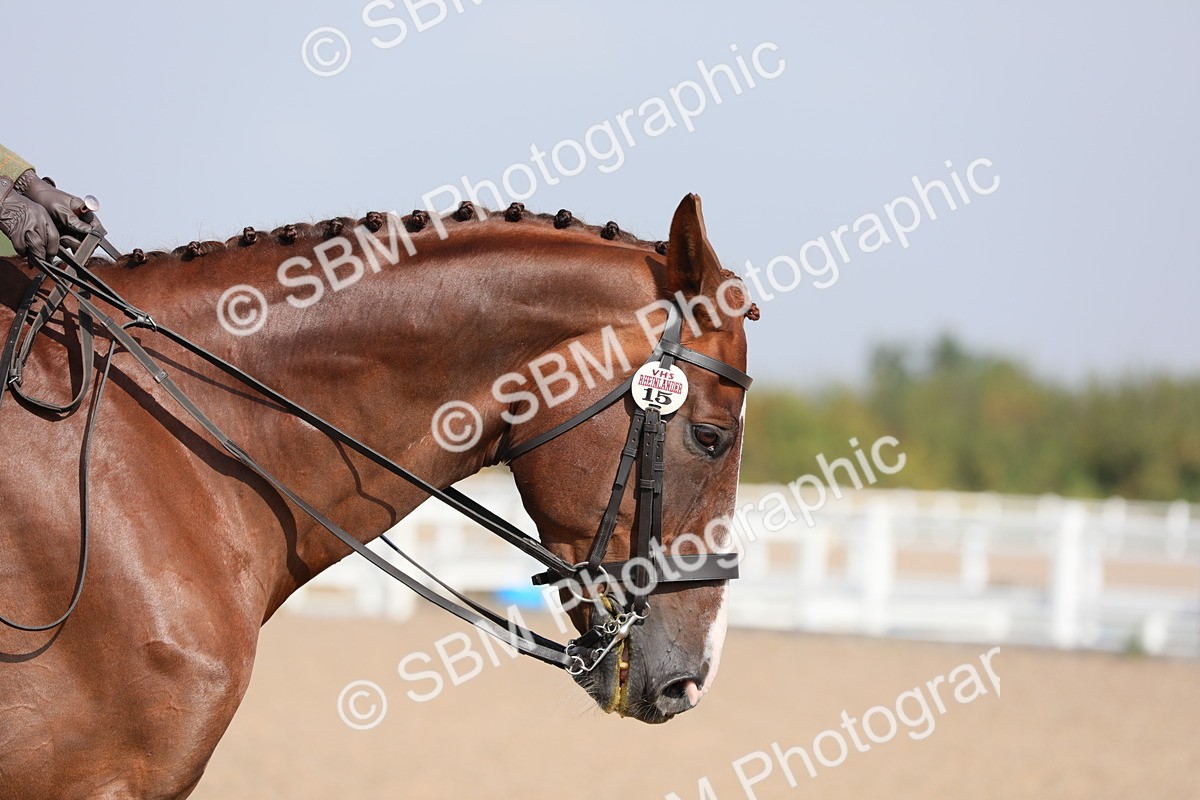 SBM_11374 - Class 305 Ridden Foreign Breeds- Pure Bred