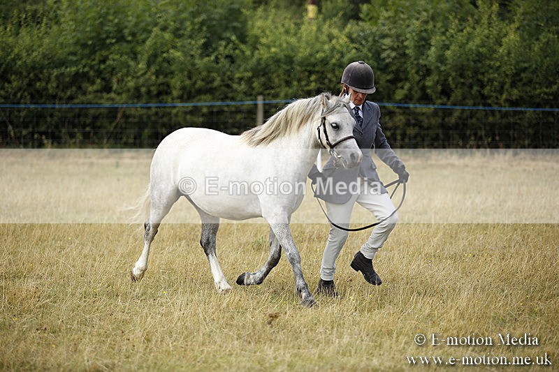 _C7A9606 - BVRC Sow 2018 Ring 2