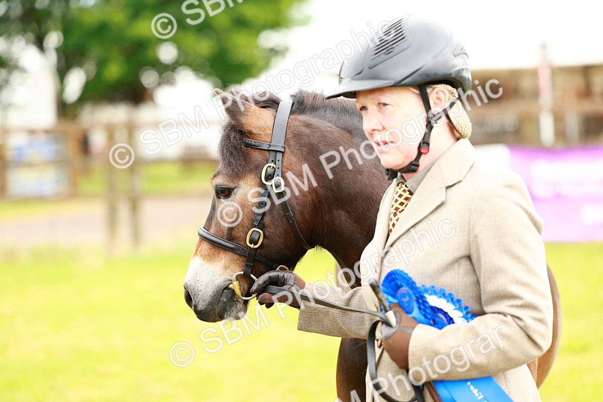 SBM_00288 - Class 58-67 - M&M Non Welsh Pony In hand