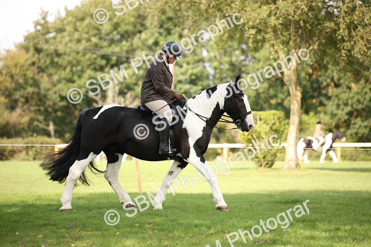SBM_70069 - S65 - Piebald & Skewbald Horse Ridden