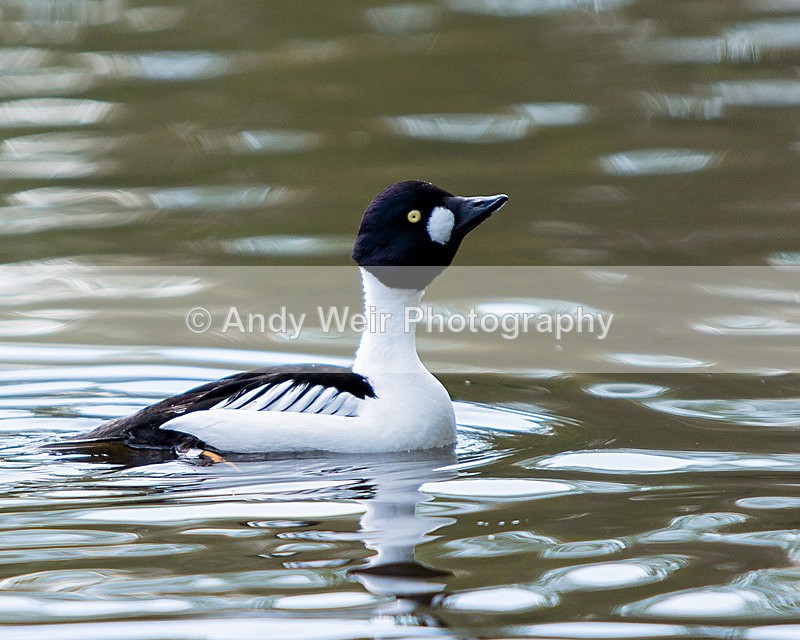 20140419-3K8A0357 - Captive Birds