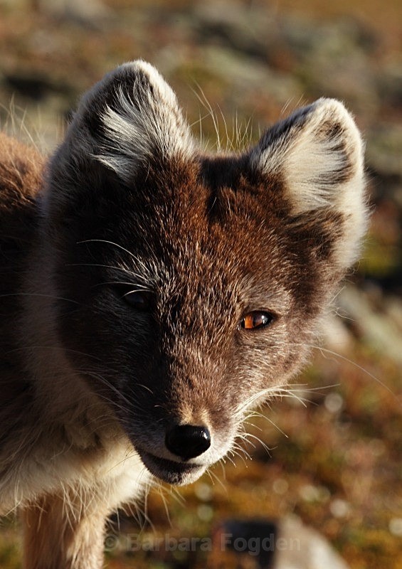 Arctic fox 7602 - Wildlife
