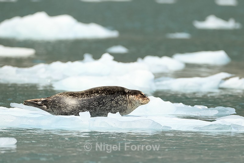 Harbour Seal resting on ice, Surprise Inlet, Alaska - Seal