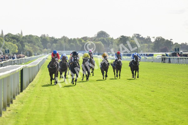 141023-Race 1-Purosangue-0517 - Race 1 1.15pm Coral Rockingham Stakes