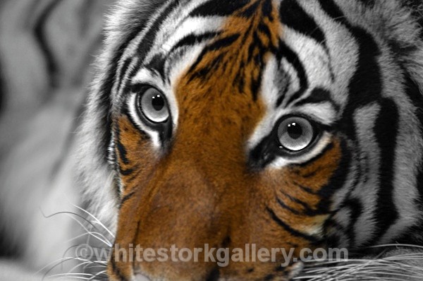 Tiger - Wildlife and Animals