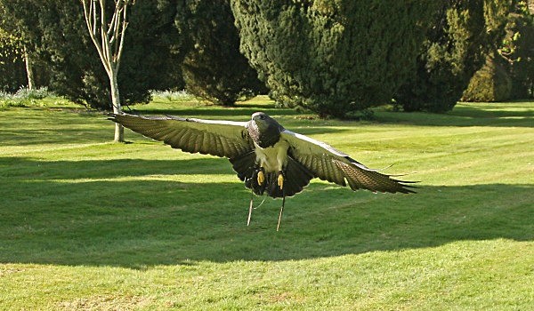 Chilean Blue Eagle - BIRDS