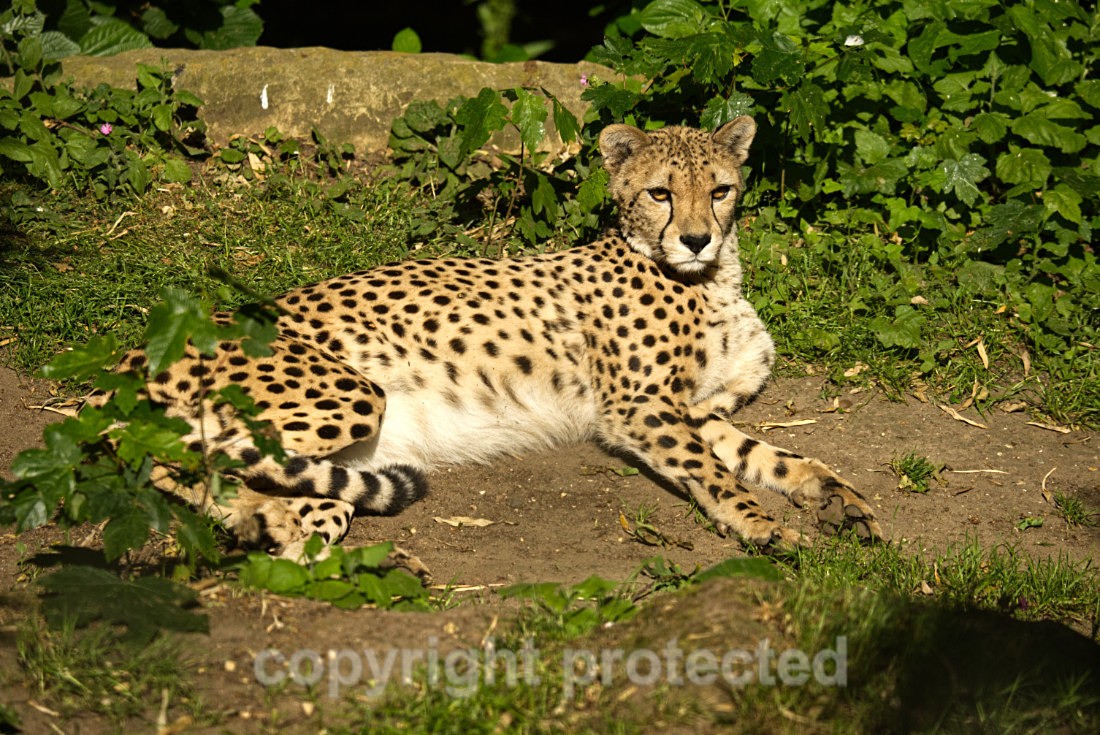 Cheetah - Anika - Big Cats