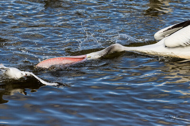 Single pelican beak open 2. 0A3A6228 - Pelicans