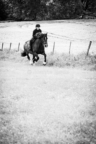  - Equine Gallery Portfolio
