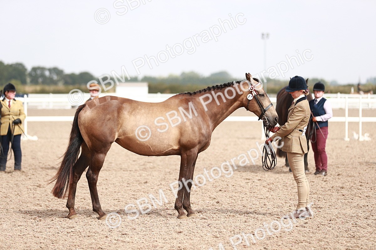 SBM_13236 - Class 208 IH Veteran Horse